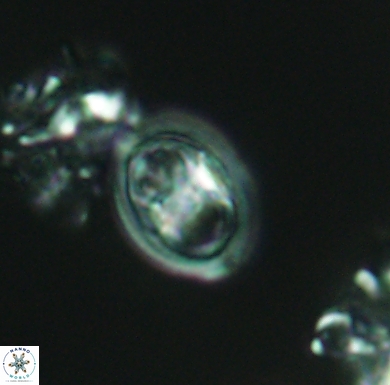 Amphizygus brooksii nanus 4338