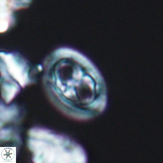 Amphizygus nanus 6352