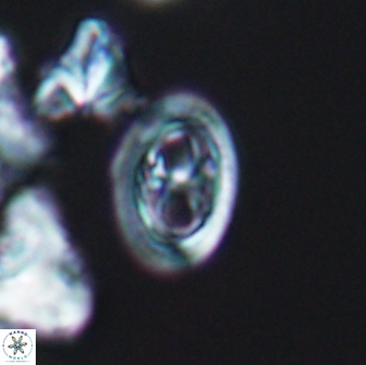 Amphizygus brooksii nanus 6355