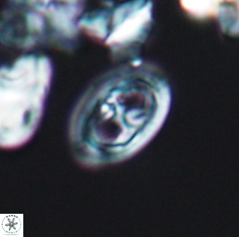 Amphizygus brooksii nanus 6356