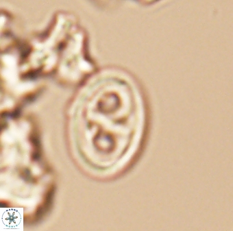 Amphizygus brooksii nanus 6358