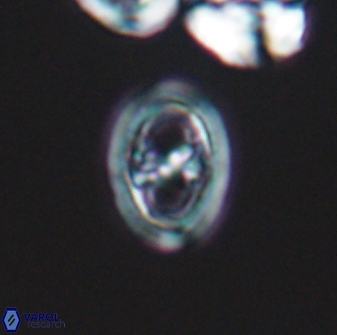 Amphizygus brooksii brooksii 13616