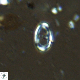 Amphyzygus megalops VR 14884