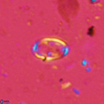 Amphyzygus megalops VR 14889