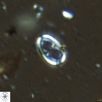 Amphyzygus megalops VR 14882