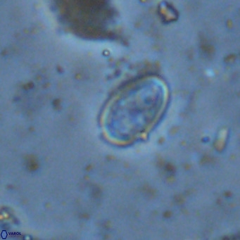 Amphyzygus megalops VR 14897