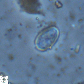 Amphyzygus megalops VR 14897