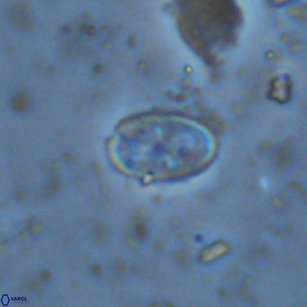 Amphyzygus megalops VR 14898