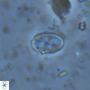 Amphyzygus megalops VR 14898