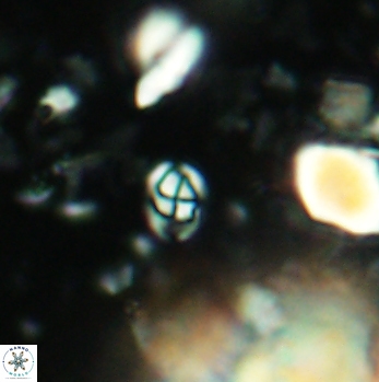 Anfractus harrisonii 2078