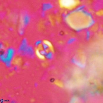 Anfractus harrisonii 2080