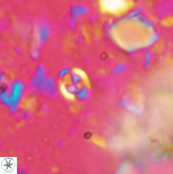 Anfractus harrisonii 2080