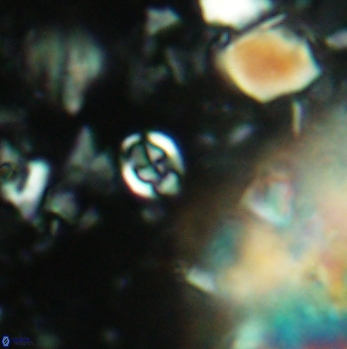 Anfractus harrisonii 2081