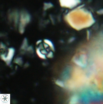 Anfractus harrisonii 2081