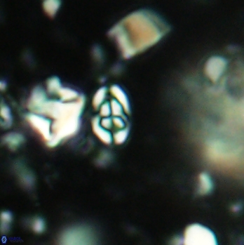 Anfractus harrisonii 2090