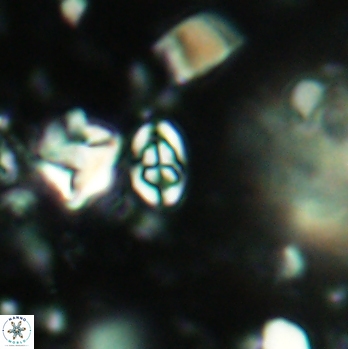Anfractus harrisonii 2090