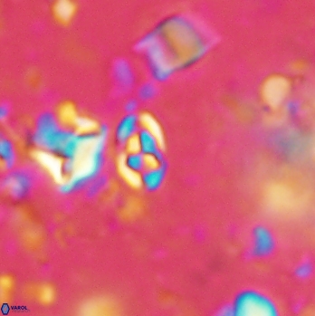 Anfractus harrisonii 2091