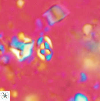 Anfractus harrisonii 2091