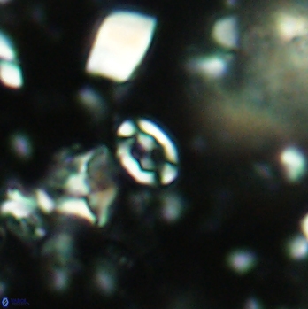 Anfractus harrisonii 2093