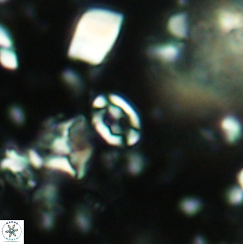 Anfractus harrisonii 2093