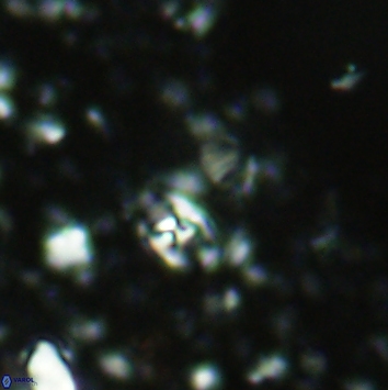 Anfractus harrisonii 2166