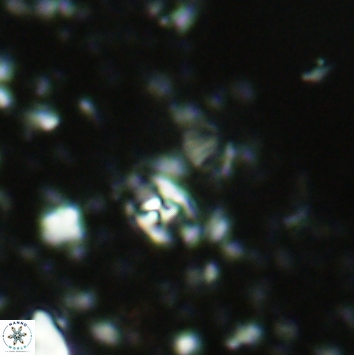 Anfractus harrisonii 2166