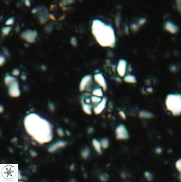 Anfractus harrisonii 2161