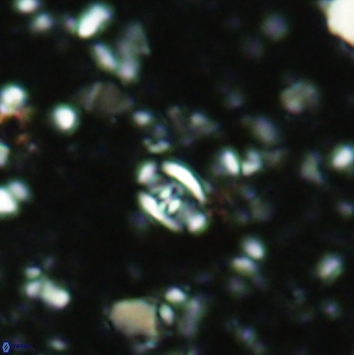 Anfractus harrisonii 2162