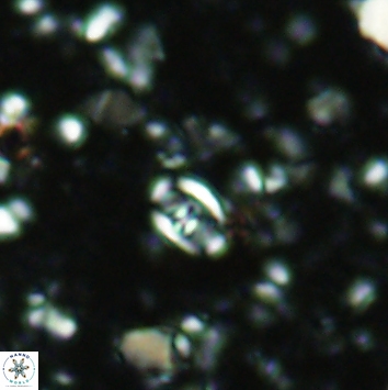 Anfractus harrisonii 2162