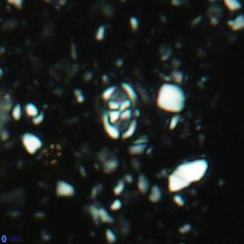 Anfractus harrisonii 2163