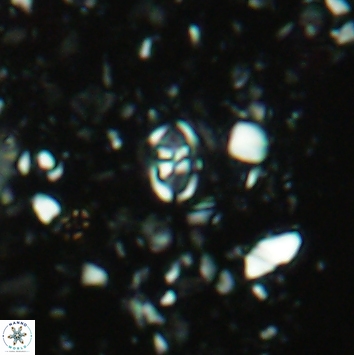 Anfractus harrisonii 2163