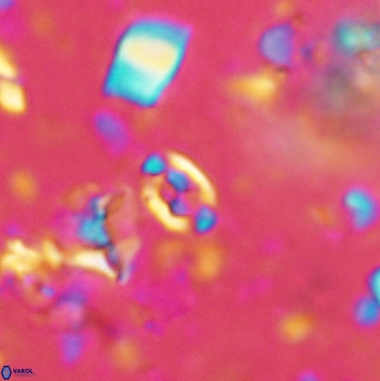 Anfractus harrisoniii 2092