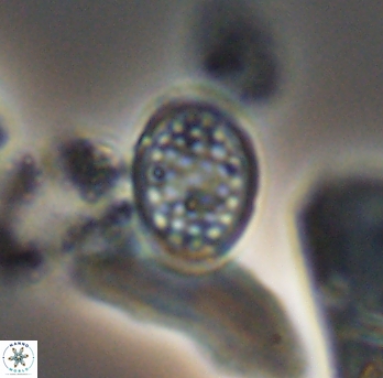 Angulofenestrellithus snyderi 10149