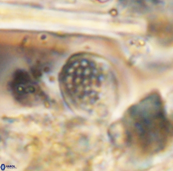 Angulofenestrellithus snyderi 10112