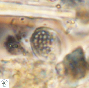 Angulofenestrellithus snyderi 10112