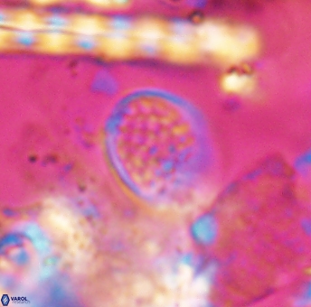 Angulofenestrellithus snyderi 10117