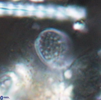 Angulofenestrellithus snyderi 10116