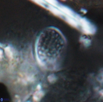 Angulofenestrellithus snyderi 10118