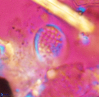 Angulofenestrellithus snyderi 10119