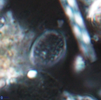 Angulofenestrellithus snyderi 10120