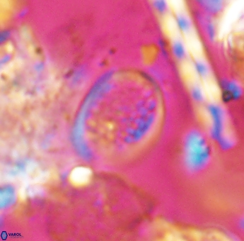 Angulofenestrellithus snyderi 10121