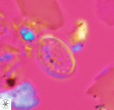 Angulofenestrellithus snyderi 10456