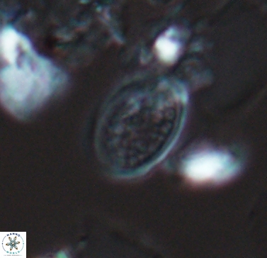Angulofenestrellithus snyderi 10459