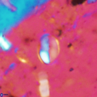 Asapholithos clarusora 15044