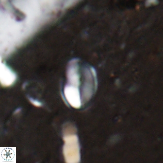 Asapholithos clarusora 15045