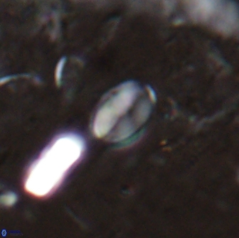 Asapholithos clarusora 15046