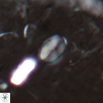 Asapholithos clarusora 15046