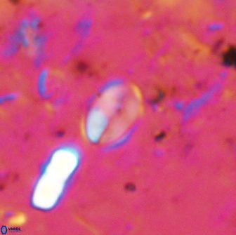 Asapholithos clarusora 15048