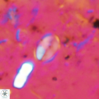 Asapholithos clarusora 15048