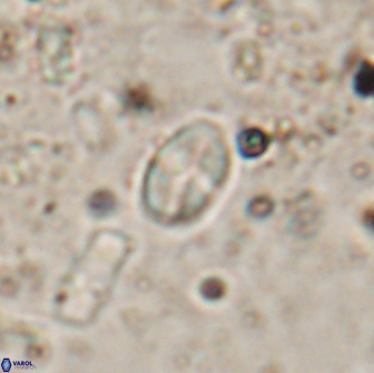 Asapholithos clarusora 15049